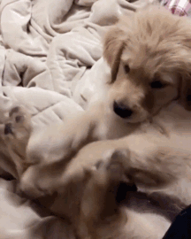 Labradores e golden retrievers 'simpaticães'