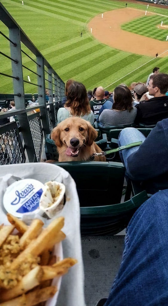 Labradores e golden retrievers 'simpaticães'