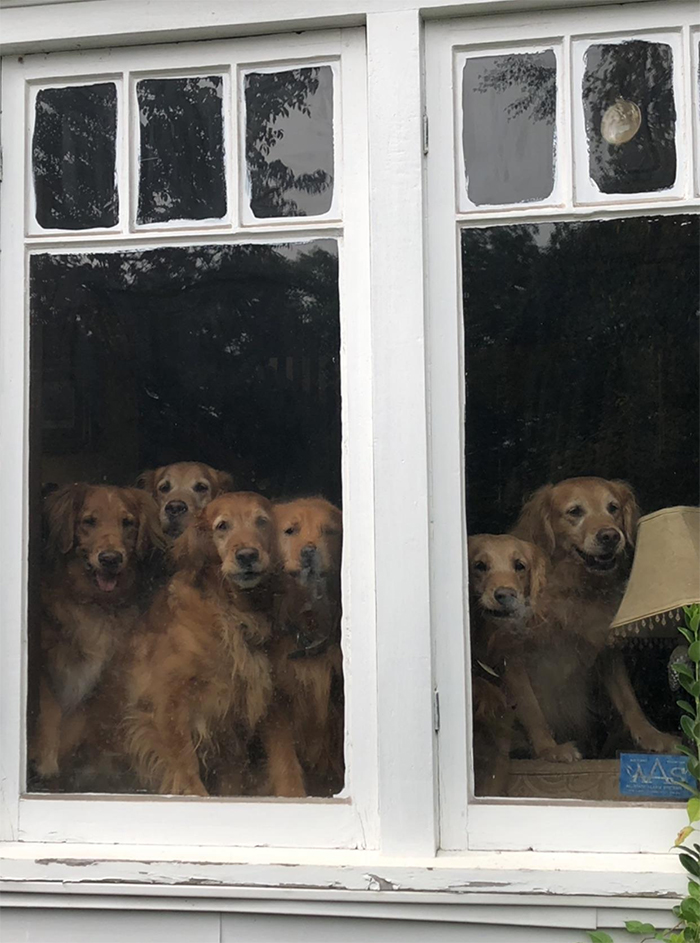 Labradores e golden retrievers 'simpaticães'