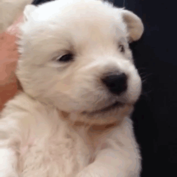Labradores e golden retrievers 'simpaticães'