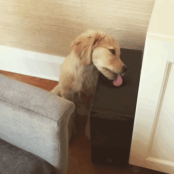 Labradores e golden retrievers 'simpaticães'