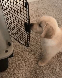 Labradores e golden retrievers 'simpaticães'