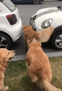 Labradores e golden retrievers 'simpaticães'