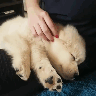 Labradores e golden retrievers 'simpaticães'