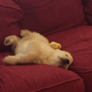 Labradores e golden retrievers 'simpaticães'