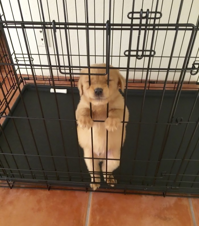 Labradores e golden retrievers 'simpaticães'