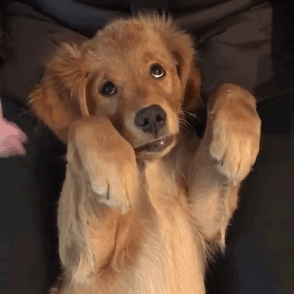 Labradores e golden retrievers 'simpaticães'
