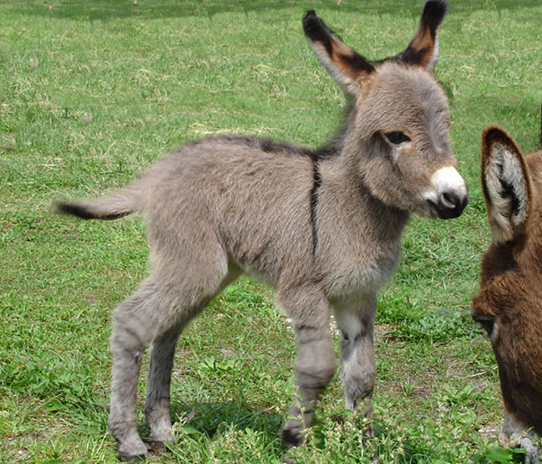 Burros bebês mais fofos do mundo