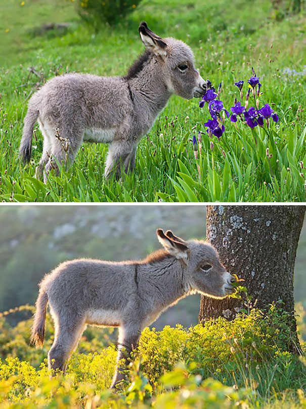 Burros bebês