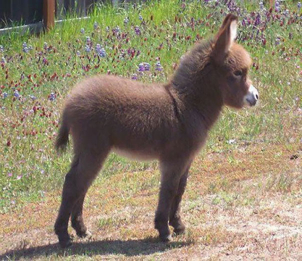 Burros bebês mais fofos do mundo