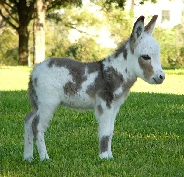 Burros bebês mais fofos do mundo