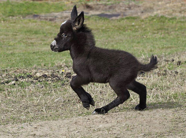 Burros bebês mais fofos do mundo