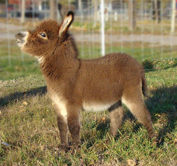 Burros bebês mais fofos do mundo