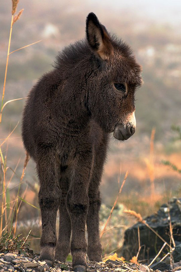 Burros bebês mais fofos do mundo