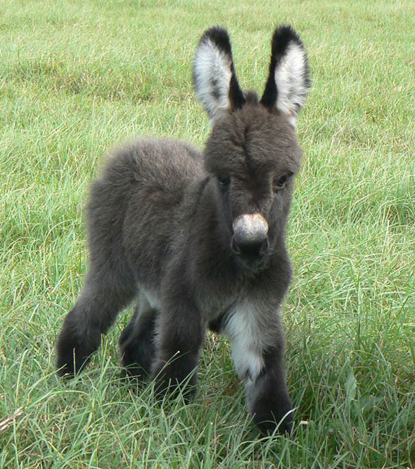 Burros bebês mais fofos do mundo