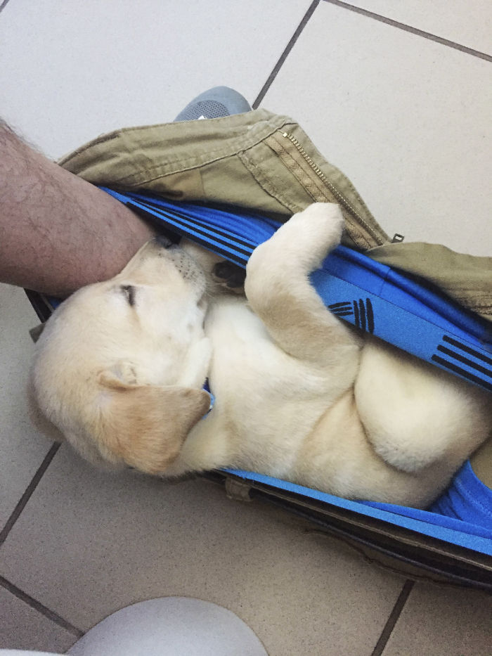 Labradores e golden retrievers 'simpaticães'