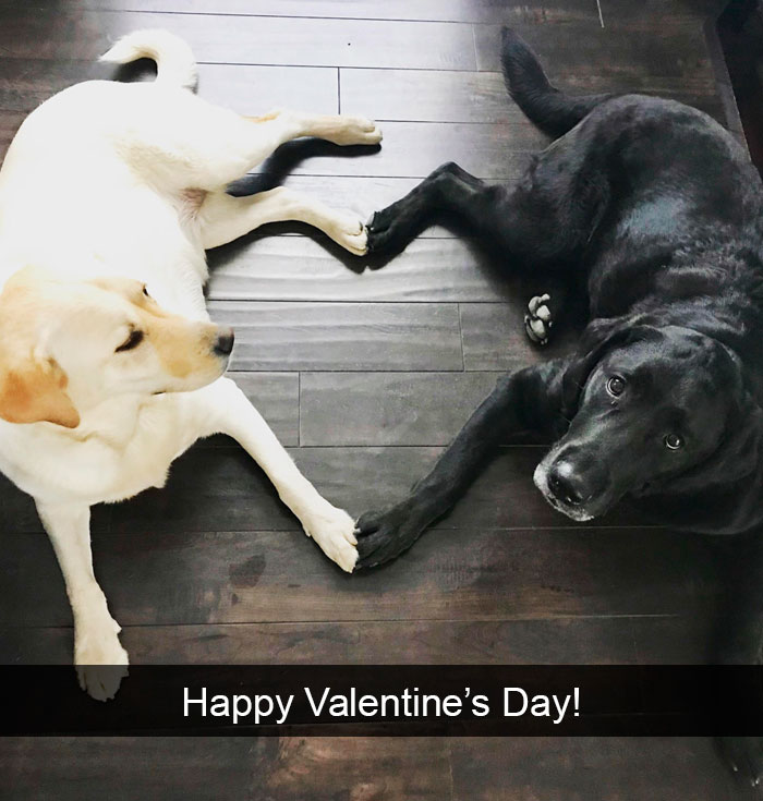 Cachorros hilários do Snapchat