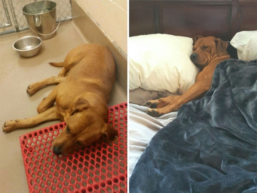 Antes e depois de cachorros resgatados