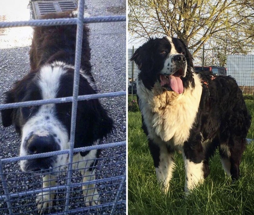 Antes e depois de cachorros resgatados