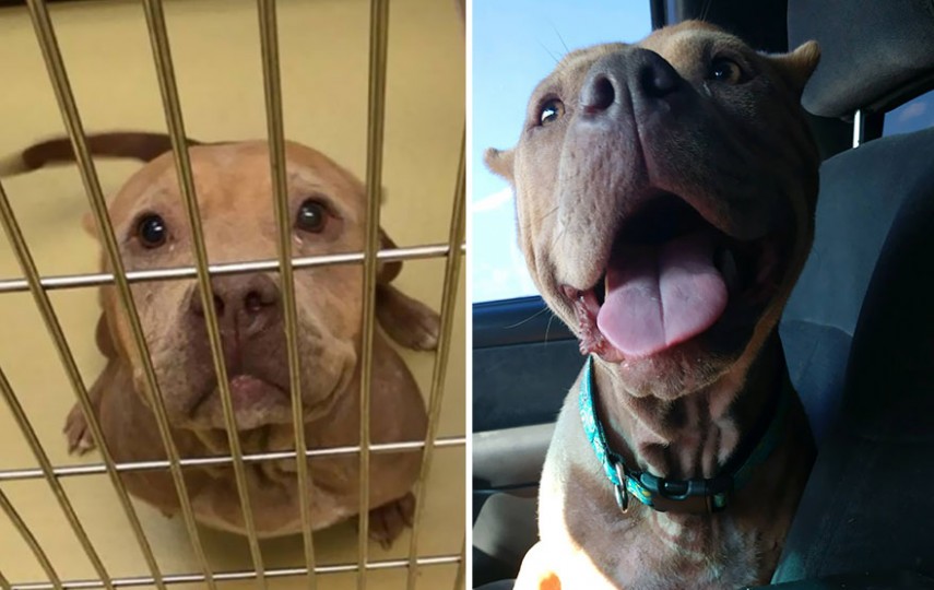 Antes e depois de cachorros resgatados