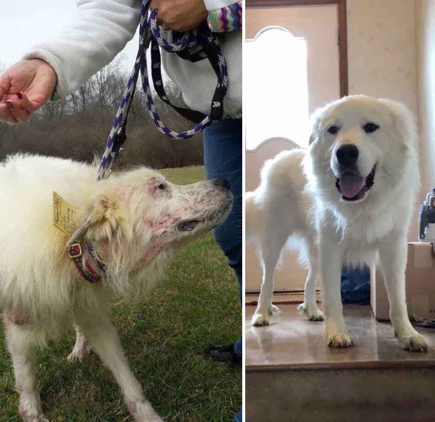 Antes e depois de cachorros resgatados