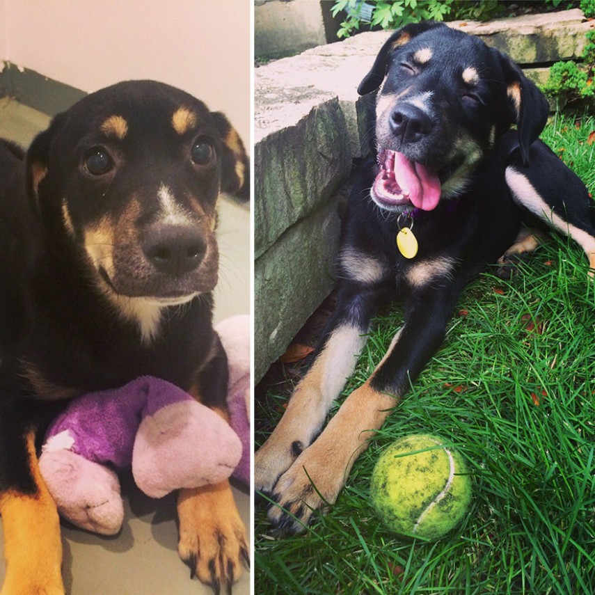 Antes e depois de cachorros resgatados