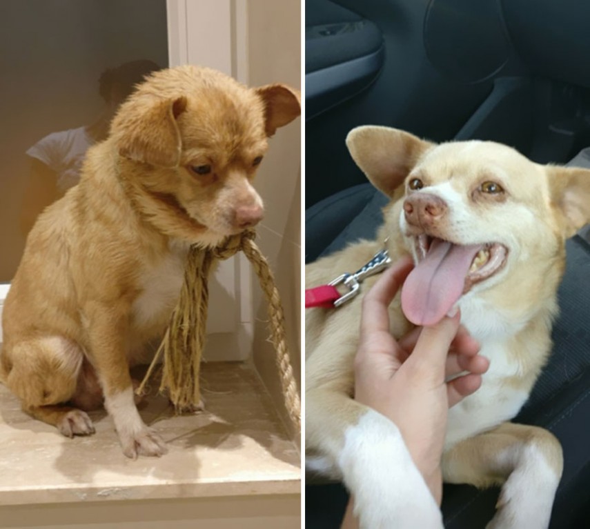 Antes e depois de cachorros resgatados