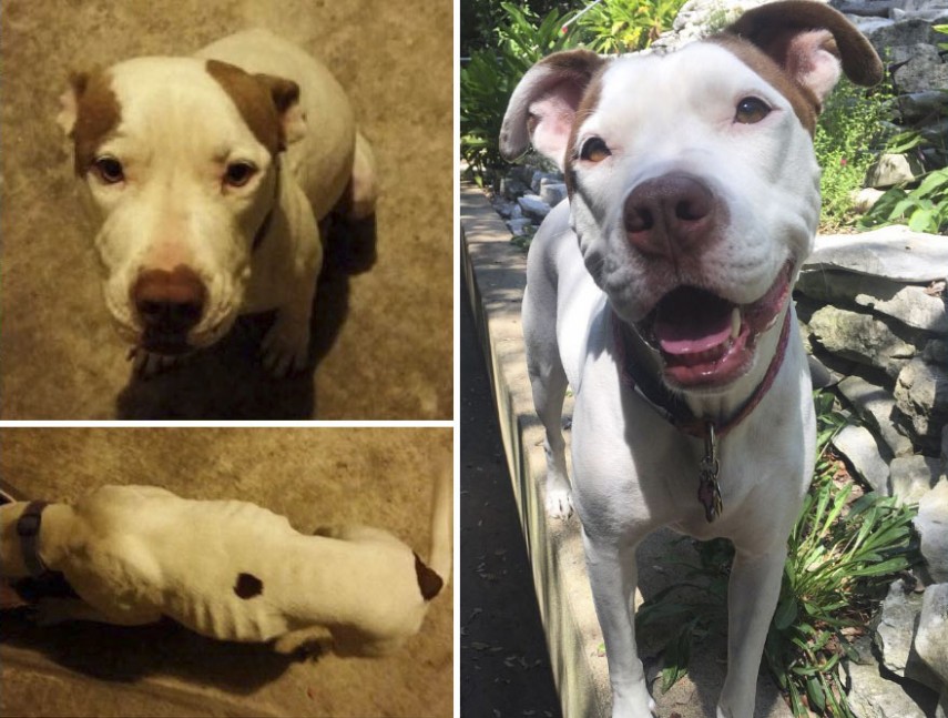 Antes e depois de cachorros resgatados