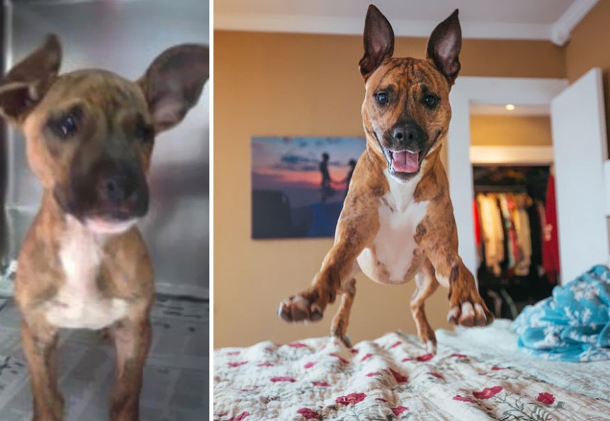 Antes e depois de cachorros resgatados