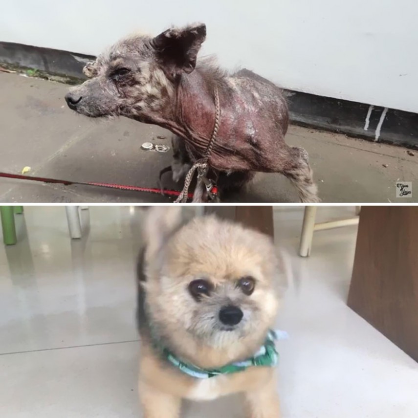 Antes e depois de cachorros resgatados