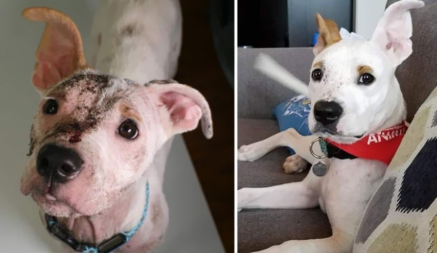 Antes e depois de cachorros resgatados