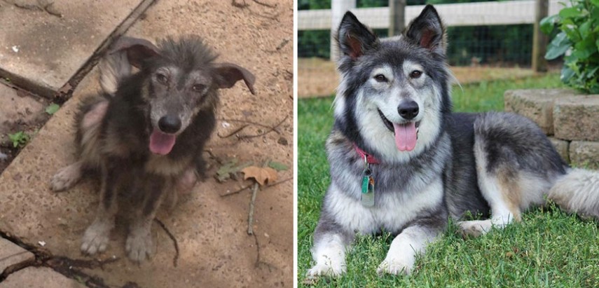 Antes e depois de cachorros resgatados