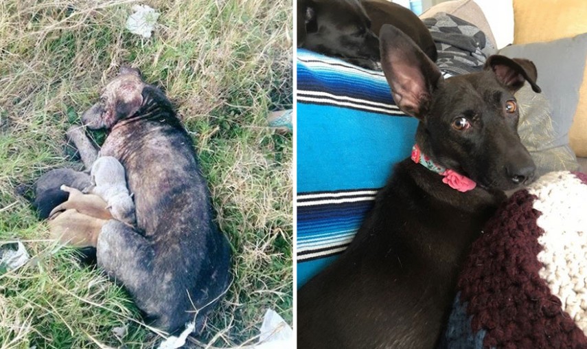 Antes e depois de cachorros resgatados