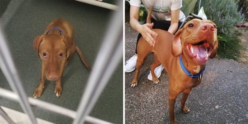 Antes e depois de cachorros resgatados