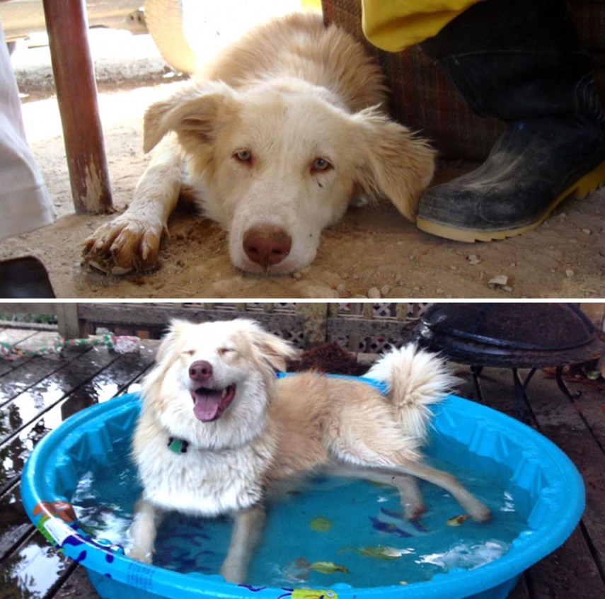 Antes e depois de cachorros resgatados