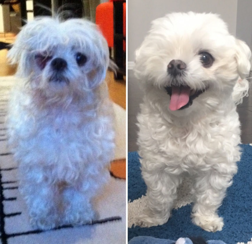 Antes e depois de cachorros resgatados