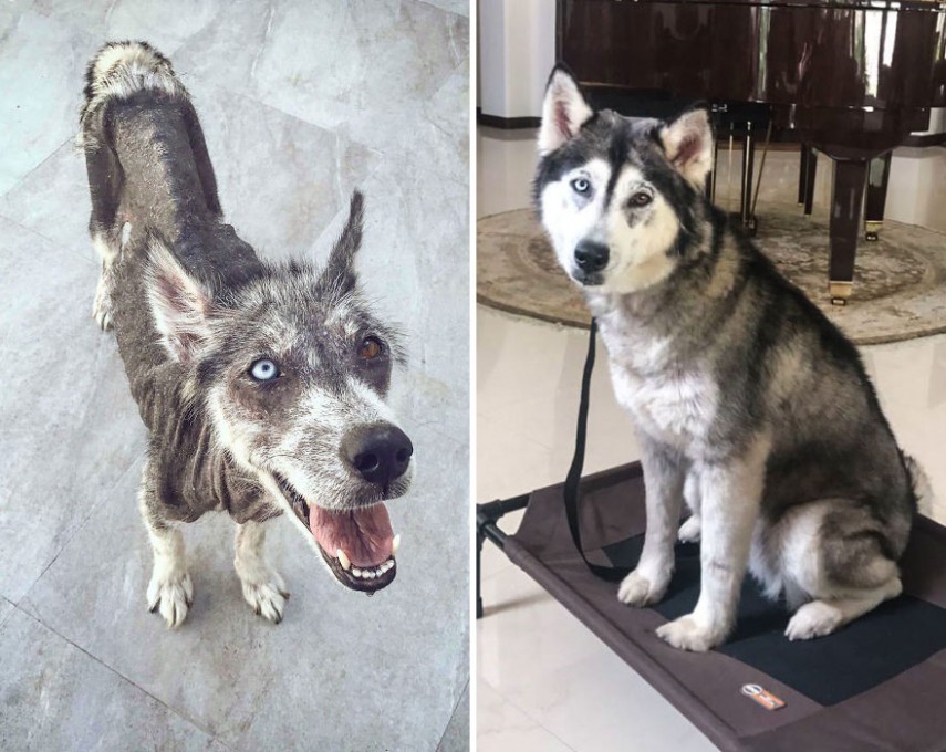 Antes e depois de cachorros resgatados