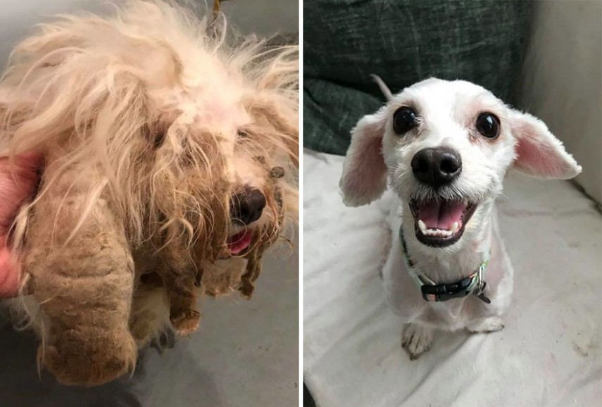 Antes e depois de cachorros resgatados