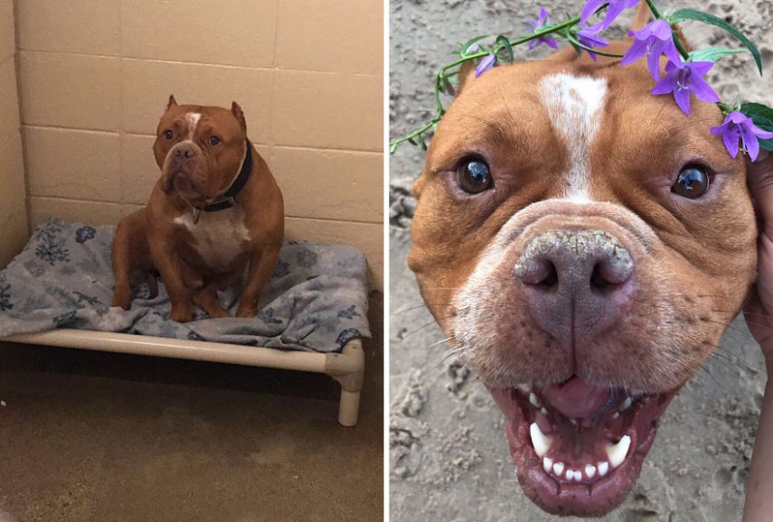 Antes e depois de cachorros resgatados