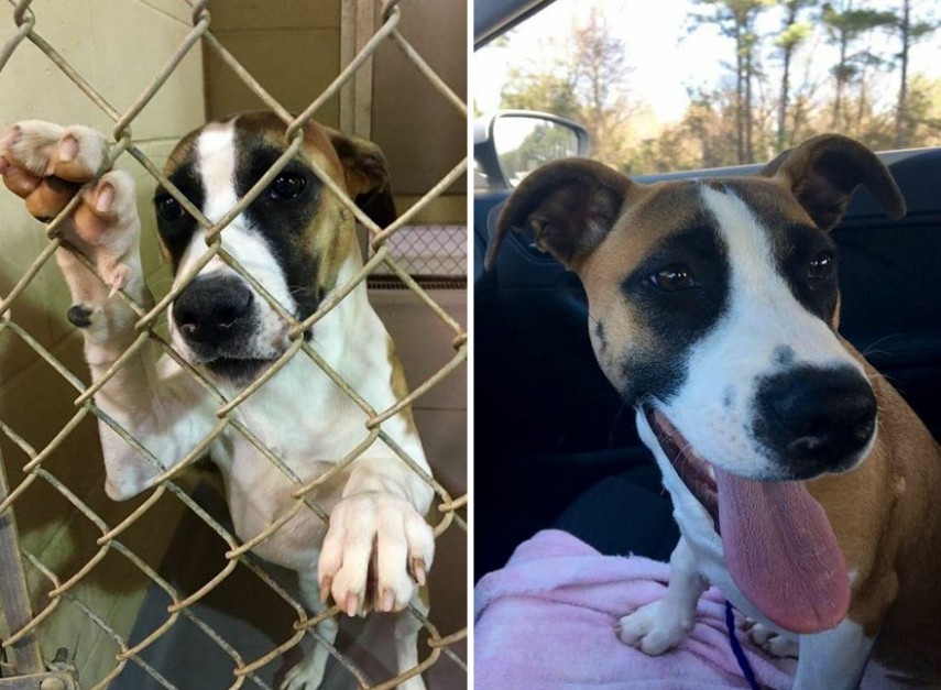 Antes e depois de cachorros resgatados