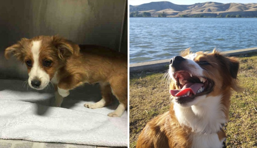 Antes e depois de cachorros resgatados
