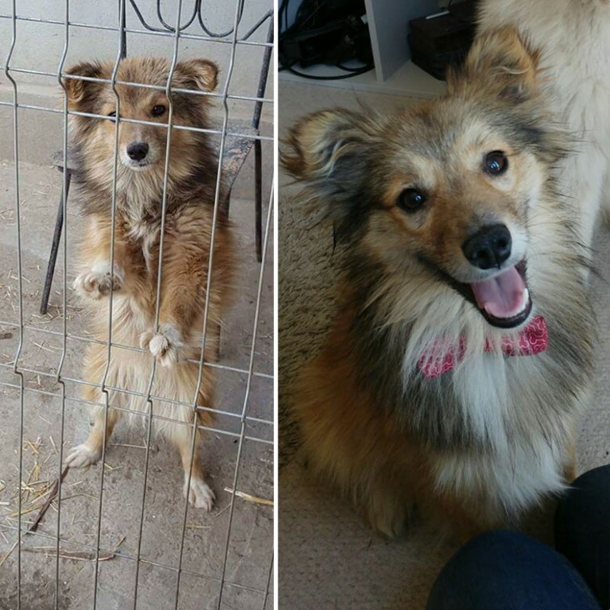 Antes e depois de cachorros resgatados