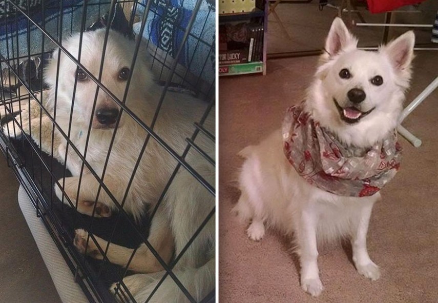Antes e depois de cachorros resgatados