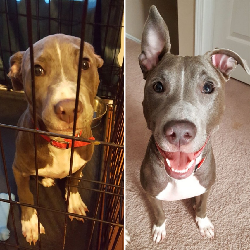 Antes e depois de cachorros resgatados