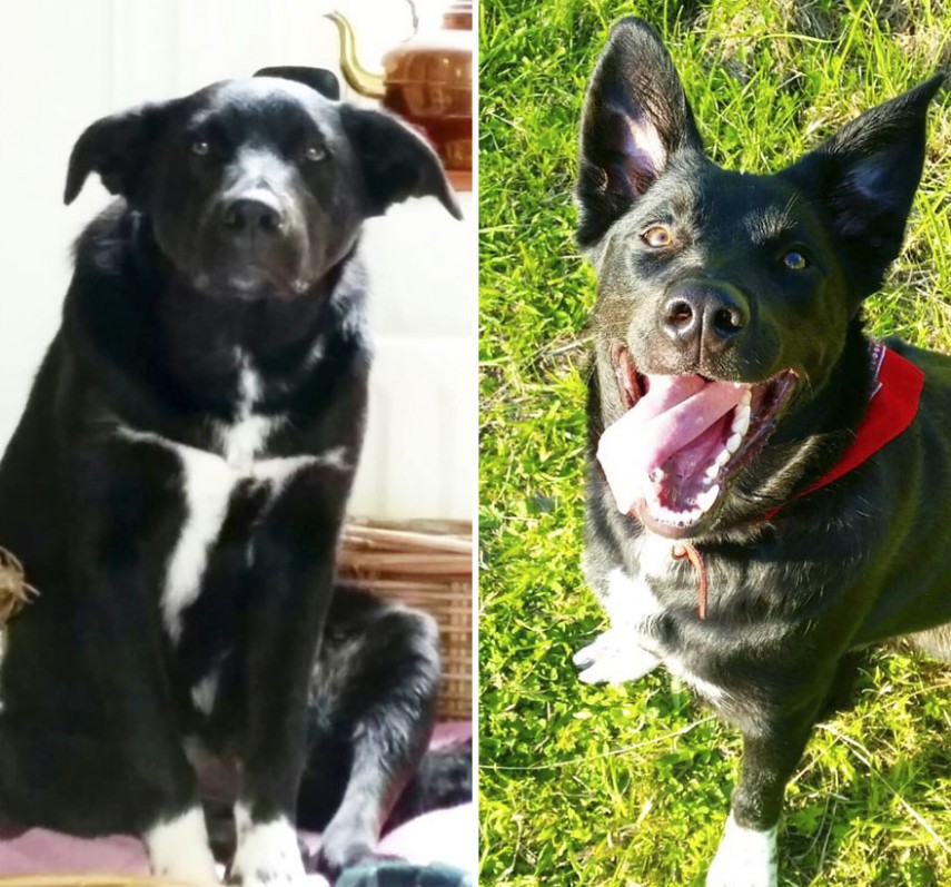 Antes e depois de cachorros resgatados