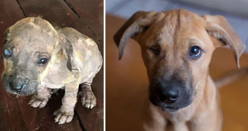 Antes e depois de cachorros resgatados