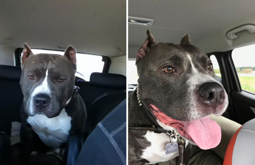 Antes e depois de cachorros resgatados