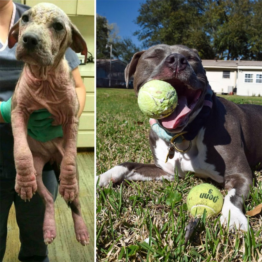 Antes e depois de cachorros resgatados