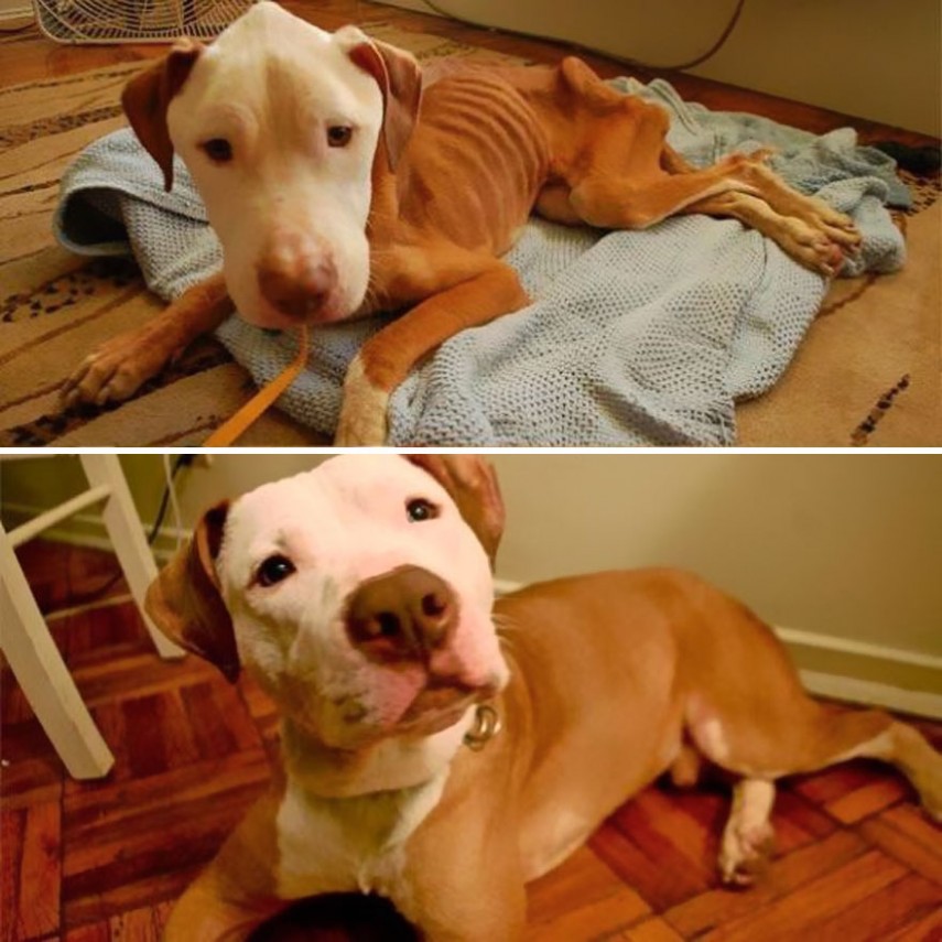 Antes e depois de cachorros resgatados