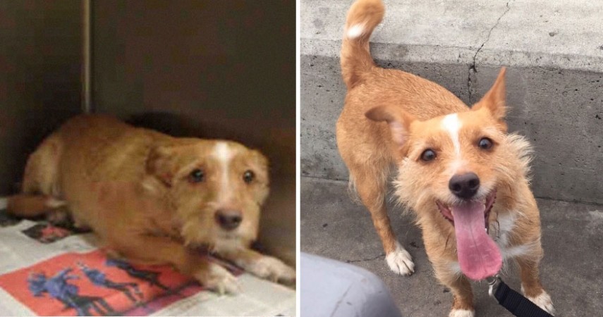 Antes e depois de cachorros resgatados